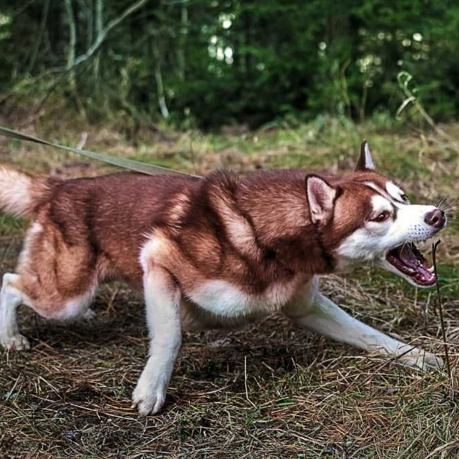 A dog on a leash reacting while out on a walk with its owner