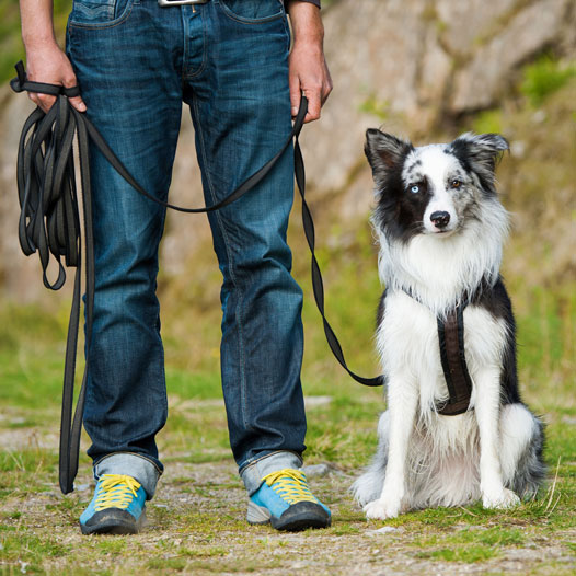 A trainer rewarding a dog during a lesson
